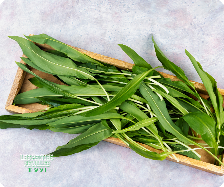 L’ail des ours : le parfum sauvage du printemps