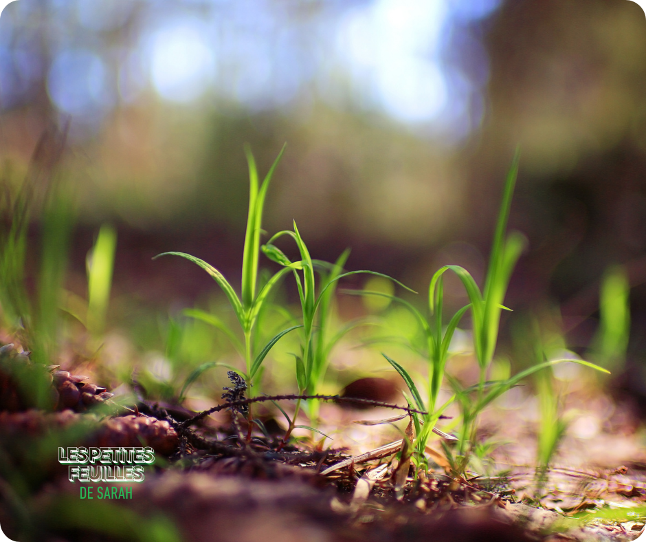 Premières pousses : quand la nature revient dans l’assiette
